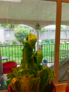 romaine1