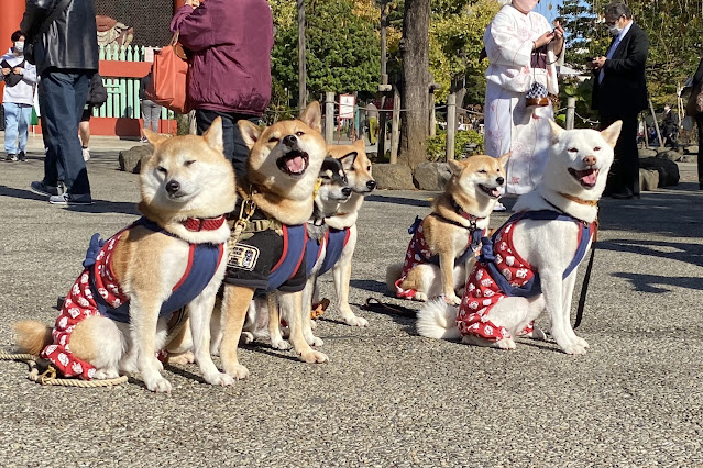 柴犬