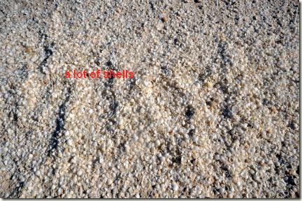 shell beach 1