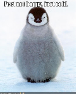 Funny Penguin