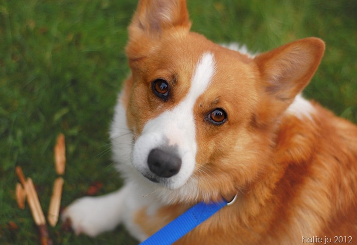 Corgis4
