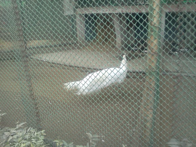 Zoological Park, Delhi---