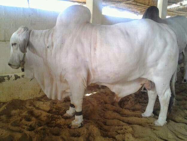 Cow Qurbani 2013,Bakra Eid,Eid al Adha,Camel Qurbani 