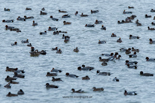 Wildlifefotografie Naturfotografie Lippeaue Olaf Kerber