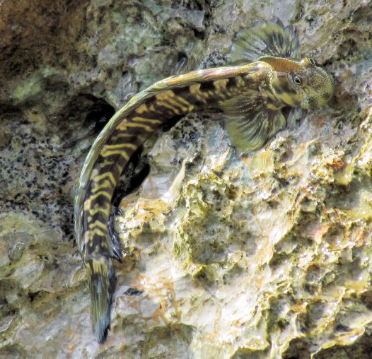 Strange-marine-fish-Pacific-leaping-blenny-Alticus-arnoldorum