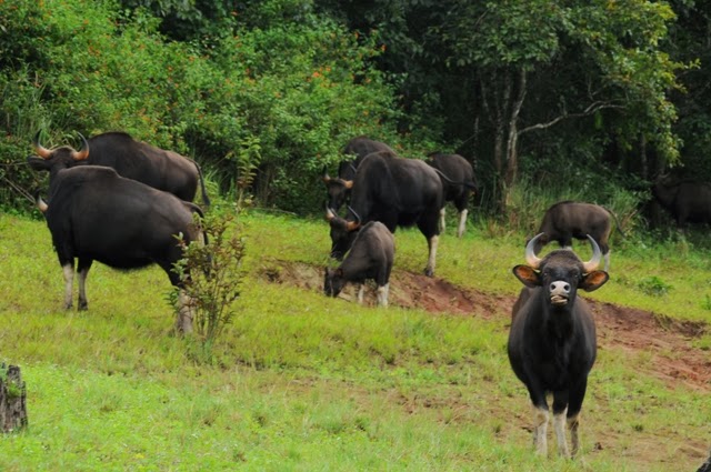 Chinnar Wildlife Sanctuary