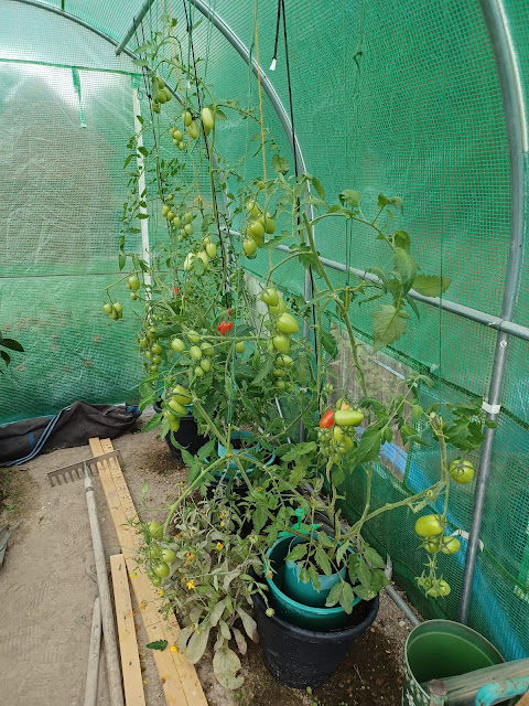 Crimson Plum tomatoes