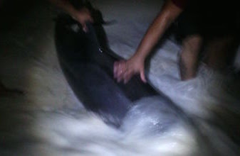 Recalan Delfines en costas de Cancún: Autoridades salvan a 15 cetáceos varados y los regresan al mar