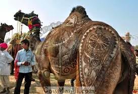 Camel Qurbani,Cow Slaughter,Bakra Eid 2013,Eid-al-Azha 