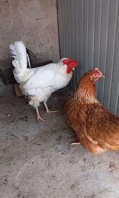 Nuova gallina arriva al pollaio