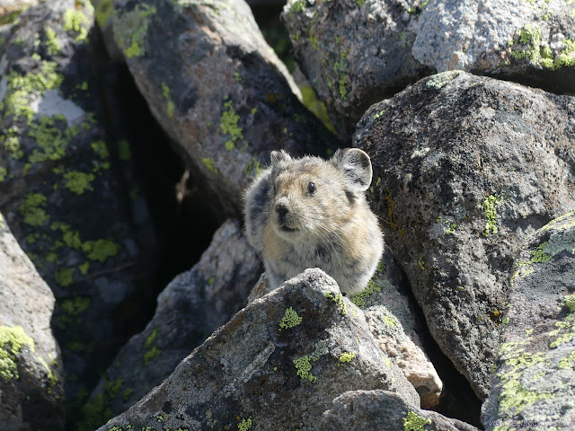 115: nose of a rodent