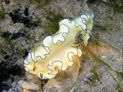 Black-margined Nudibranch (Glossodoris atromarginata)