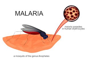Malaria Fever: Causes, Symptoms &  Prevention MED2SIMPLE