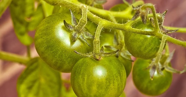 トマト赤くならない冬の対処法と青トマトの活用レシピ３選 アメリカ野菜生活