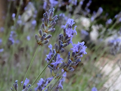 Echter Lavendel (Lavandula angustifolia)