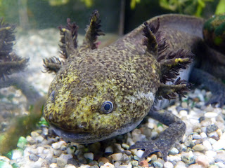 Axolotl