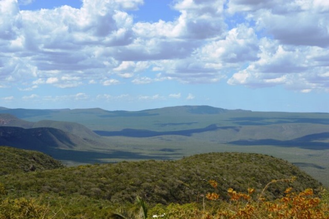 Últimas onças da Caatinga enfrentam nova ameaça: complexos eólicos