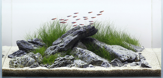 The iwagumi style aquascaping