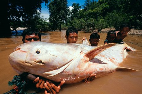 Gambar-gambar ikan sungai yang besar gila ~ Unikversiti