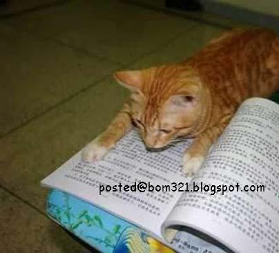 reading cat