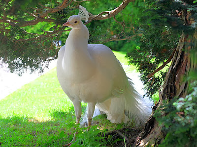 White peacock wallpaper 