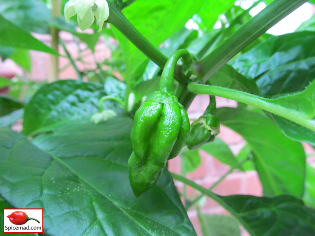 Chocolate Habanero - 21st July 2022