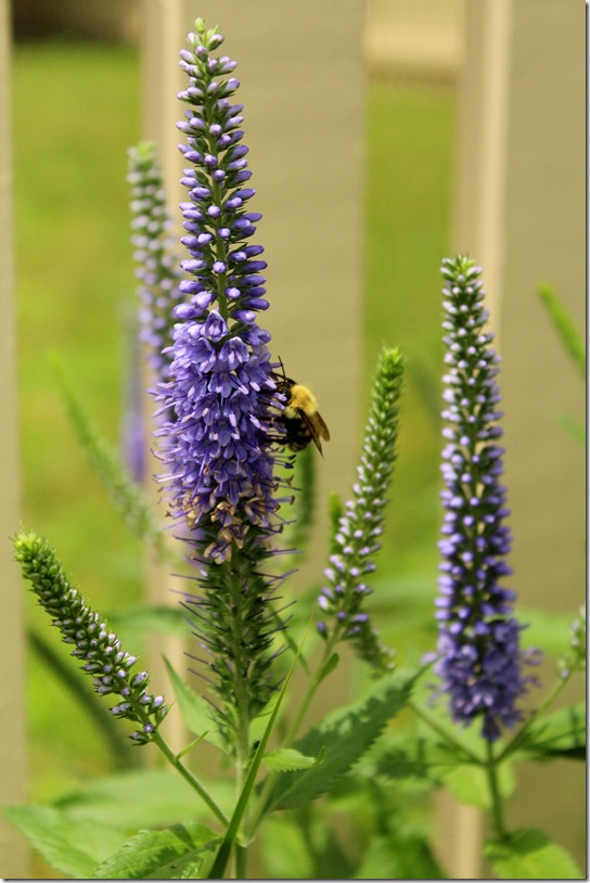 bee