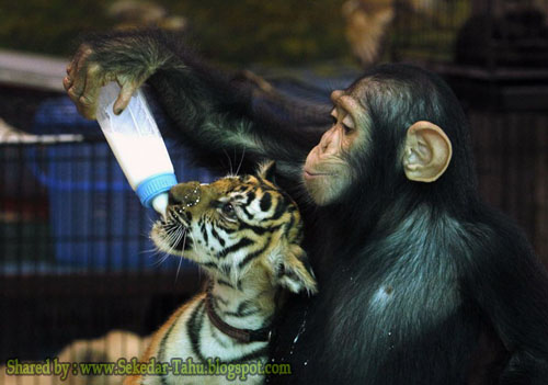 Waaww...ada seekor Kera sedang menyusui anak Harimau ....!! 