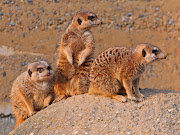 fotos de tres suricatas para Fotos Bonitas para el  (fotos de tres suricatas)