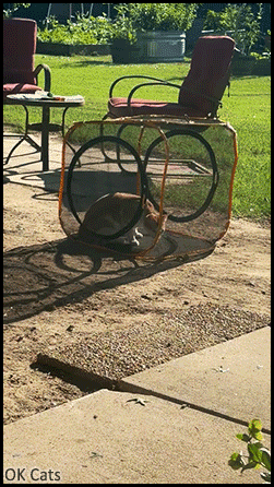Funny Cat GIF • Amazing portable cat containment cube. Smart kitty knows how to have fun! [ok-cats.com]