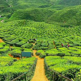 Tempat Menarik di Cameron Highland