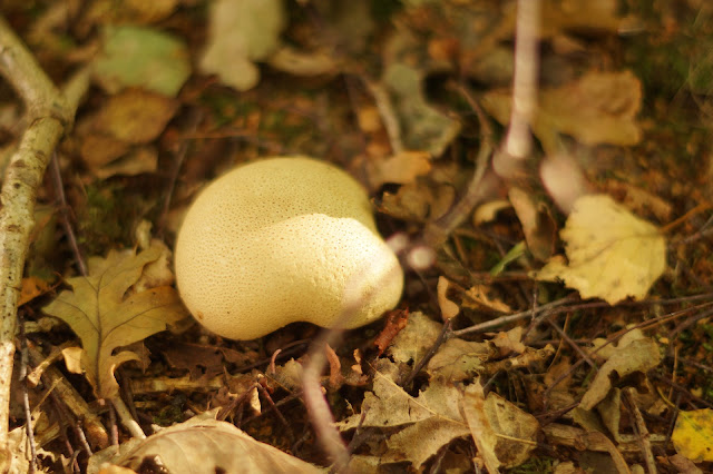 fungi on the forest floor