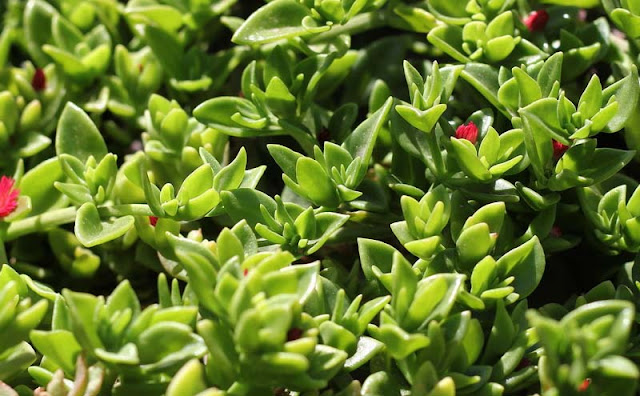 Aptenia Cordifolia Flowers Pictures