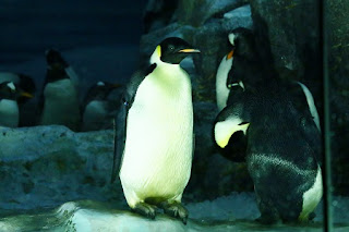 Emperor penguin