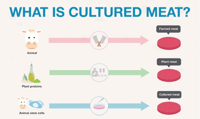 What Is Cultured Meat?