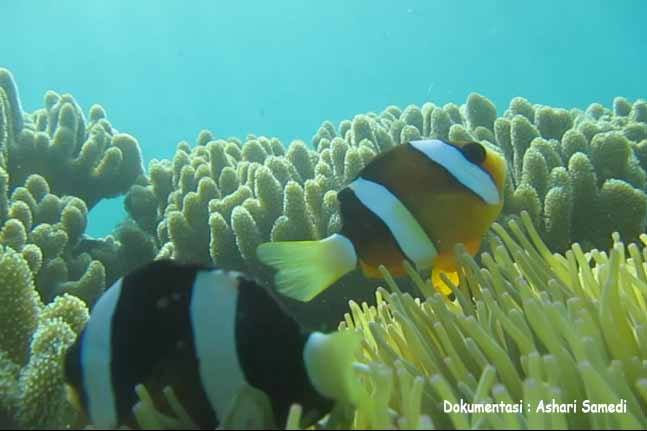 Taman Laut Gonda Desa Laliko Kec Campalagian Kab 