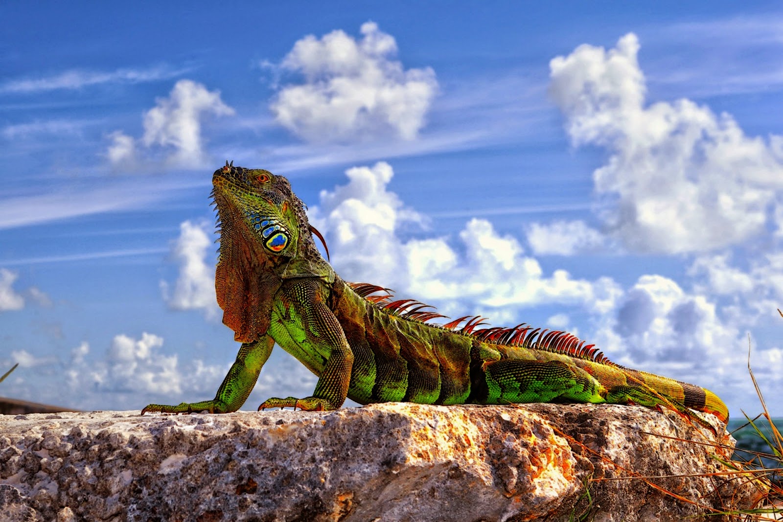 iguana hewan