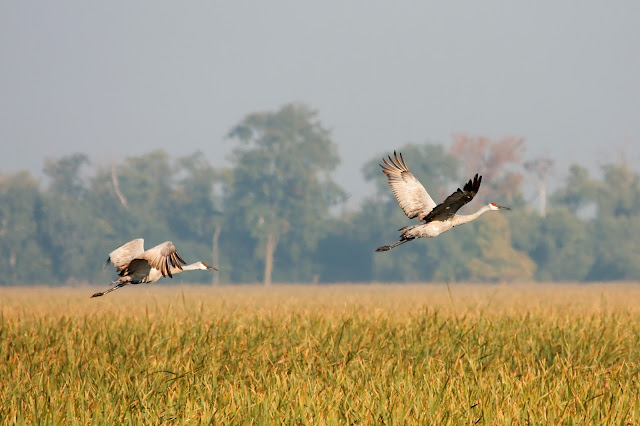 Crane wallpaper,crane images,crane photo,cute crane,beautiful crane,cranes,the crane,the cranes,crane birds,crane,birds,birds picture,about birds,birds images birds photo,birds picture,flying crane,animation crane,crane stand green grass,