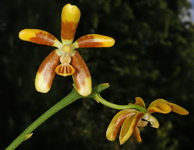 Grow and care Phalaenopsis fuscata orchid - Darkened Phalaenopsis