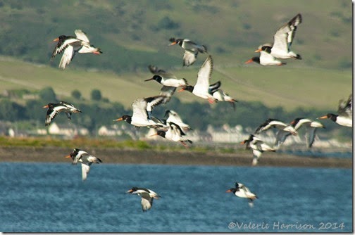 2-Oystercatchers