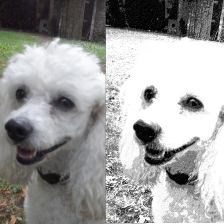 photos d'un caniche blanc : photo originale (à gauche) et photo retouchée avec un effet dessin (à droite)