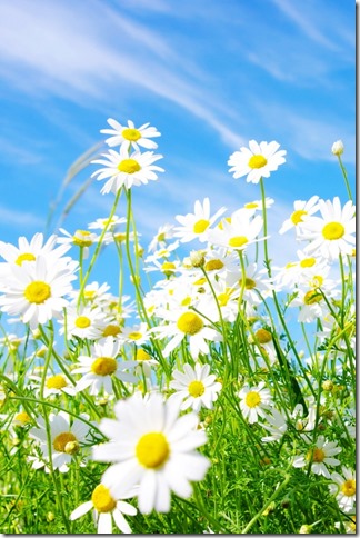 margaritas flores (21)