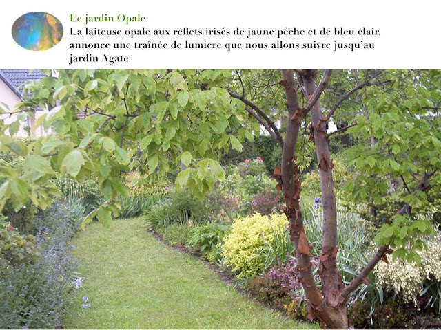 Couleurs au Jardin de Lidine, jardin Opale, Acer griseum