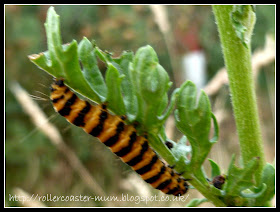 Caterpillar of Cinnabar Moth on Ragwort