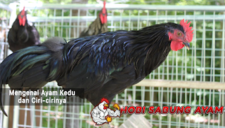 ayam kedu indonesia