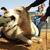 Confira o flagra camelo engolindo uma veterinária