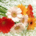 flowers wallpapers