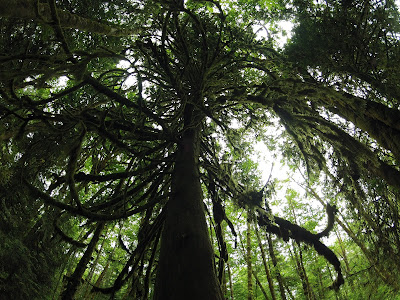 Temperate Rainforest Evergreen State College Olympia Washington