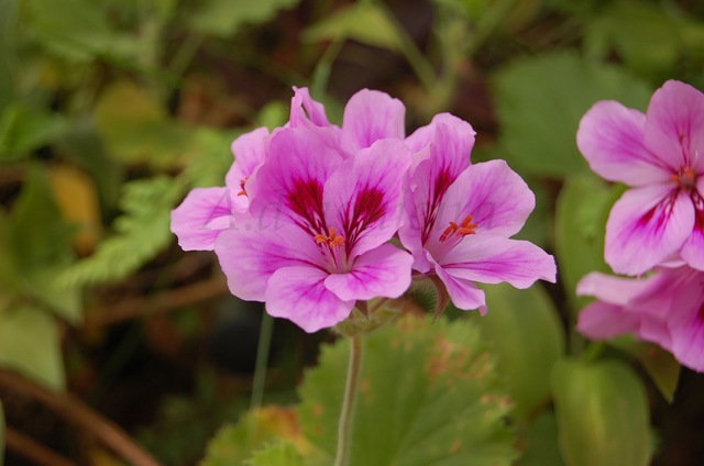 flor de mi jardin