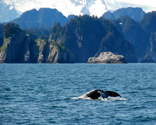 Humpback Whale Diving Kenai Peninsula Alaska